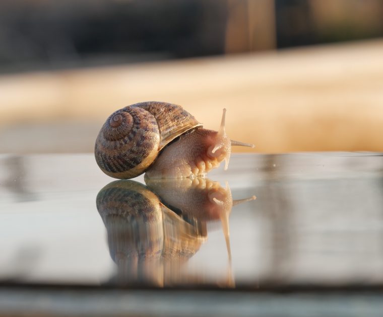 охлювна козметика - живот без жестокост