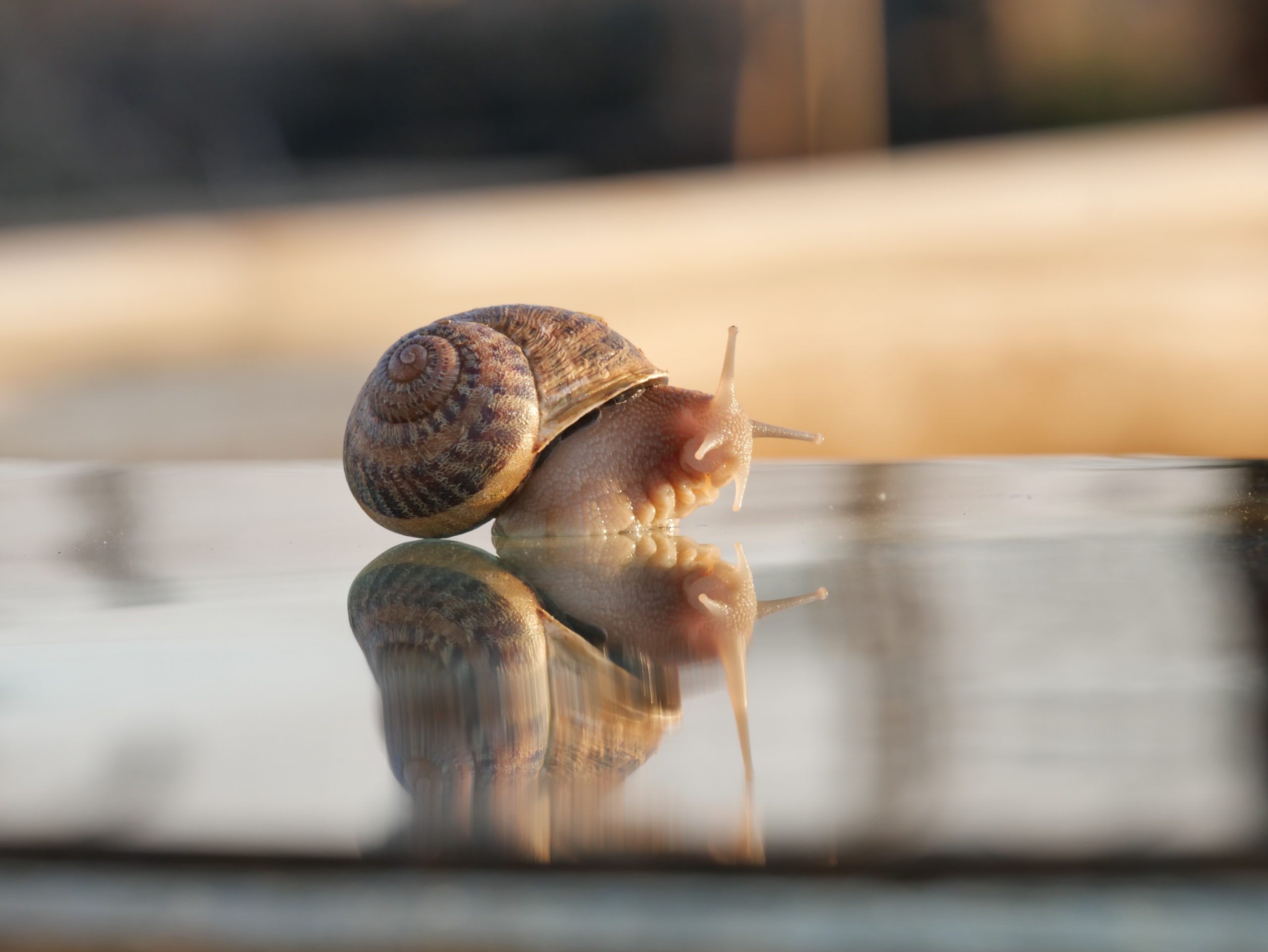 охлювна козметика - живот без жестокост